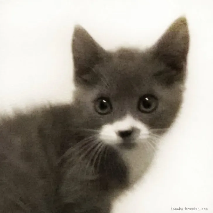 ID:2306-01861の子猫