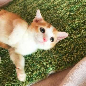 スコティッシュフォールド(立ち耳)【埼玉県・男の子・2018年6月16日・レッド&ホワイト（短毛）】の写真「チビ！！」