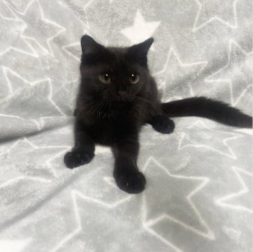 MIX猫【埼玉県・男の子・2023年4月10日・ブラック（短毛）】の写真「黒猫くろたん☆」