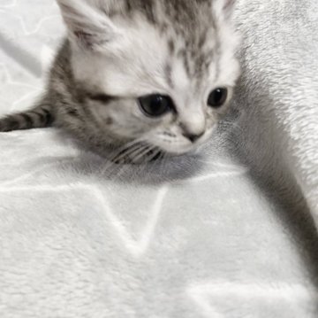 ロシアメ☆【埼玉県・男の子・2023年6月8日・シルバータビー（短毛）】の写真「ぽちぽち柄♡」