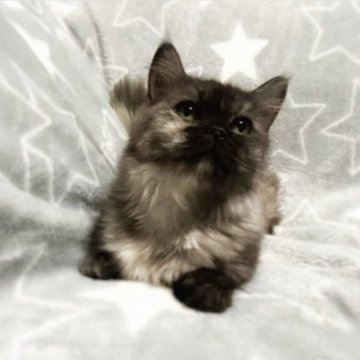 マンチカン(短足)【埼玉県・女の子・2023年4月3日・トーティ（セミロング）】の写真「ララ美ちゃん💕」