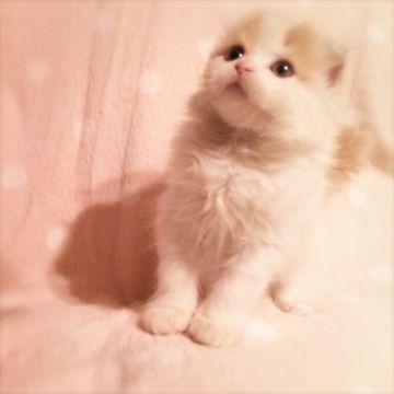 スコティッシュフォールド【埼玉県・女の子・2016年10月8日・クリームタビー&ホワイト（セミロング）】の写真「セミロング☆垂れ耳」
