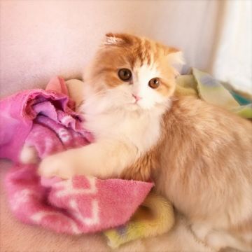 スコティッシュフォールド(折れ耳)【埼玉県・男の子・2017年8月15日・レッドタビー&ホワイト（セミロング）】の写真「美顔♡」