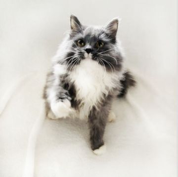 MIX猫【埼玉県・女の子・2021年5月22日・ブルー&ホワイト（セミロング）】の写真「美猫♡」
