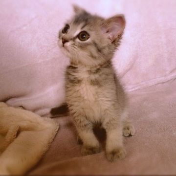 スコティッシュフォールド【埼玉県・男の子・2015年10月2日・ブルー】の写真「ミニマムタイプ」