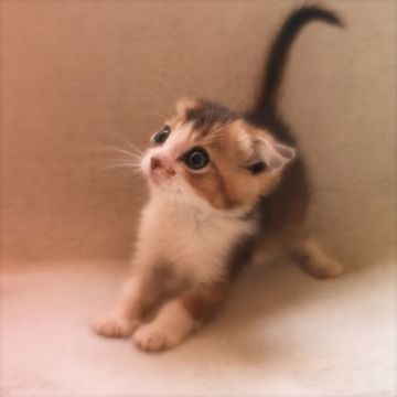 スコティッシュフォールド(折れ耳)【埼玉県・男の子・2017年7月27日・ブラウンタビー&ホワイト（セミロング）】の写真「ゆるタレ」