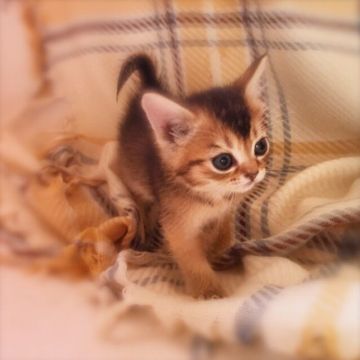 ソマリ【埼玉県・女の子・2017年9月20日・ルディ（ショートヘア）】の写真「美顔」