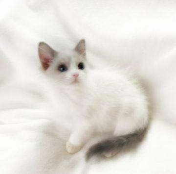 マンチカン(長足)【埼玉県・女の子・2021年12月2日・ブルー&ホワイト（セミロング）】の写真「美猫♡オススメ」