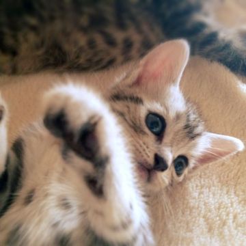 アメリカンショートヘア【埼玉県・女の子・2016年7月30日・シルバータビー】の写真「めとゃ可愛☆」