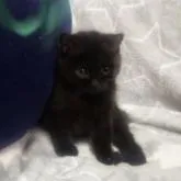 マンチカン(長足)【埼玉県・男の子・2022年11月24日・ブラック】の写真1「２／１６撮影。」