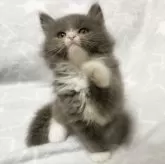 スコティッシュフォールド(立ち耳)【埼玉県・男の子・2024年5月4日・ブルー&ホワイト】の写真1