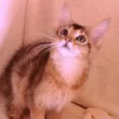 ソマリ【埼玉県・女の子・2016年2月5日・ルディ】の写真1