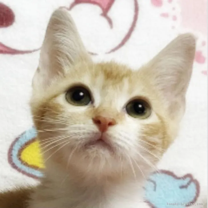 ID:2209-02804の子猫