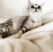 スコティッシュフォールド(立ち耳)【埼玉県・男の子・2019年9月20日・シルバータビー】の写真2