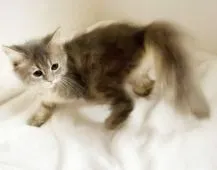 MIX猫【埼玉県・女の子・2021年8月7日・ブルークリーム】の写真2