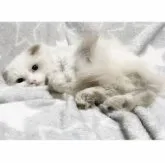 MIX猫【埼玉県・男の子・2023年6月1日・ブルーポイントバイカラー】の写真2
