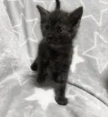 スコティッシュフォールド(立ち耳)【埼玉県・男の子・2023年7月16日・ブラックゴースト】の写真2