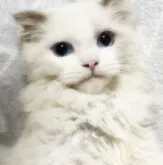MIX猫【埼玉県・男の子・2023年6月1日・ブルーポイントバイカラー】の写真3