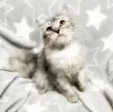 サイベリアン【埼玉県・男の子・2023年8月6日・シルバータビー】の写真3