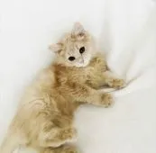 スコティッシュフォールド(立ち耳)【埼玉県・男の子・2021年8月7日・クリーム】の写真4