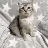 サイベリアン【埼玉県・男の子・2023年8月6日・シルバータビー】の写真4