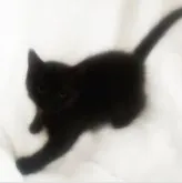 MIX猫【埼玉県・女の子・2023年3月19日・ブラック】の写真5