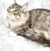 スコティッシュフォールド(立ち耳)【埼玉県・男の子・2025年3月23日・ブラウンタビー&ホワイト】の写真12