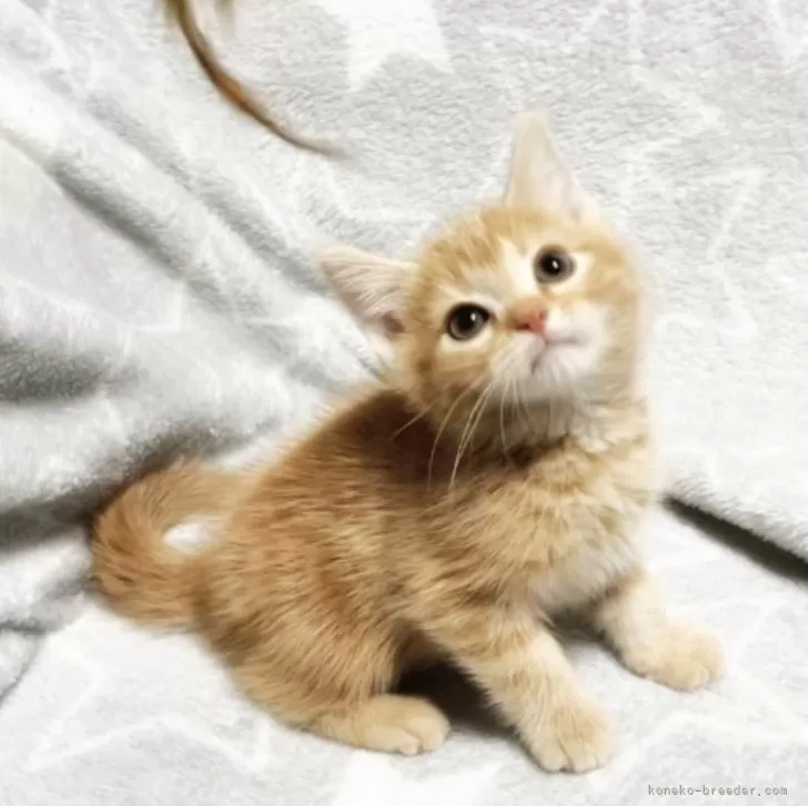 T.S 様のお迎えした子猫
