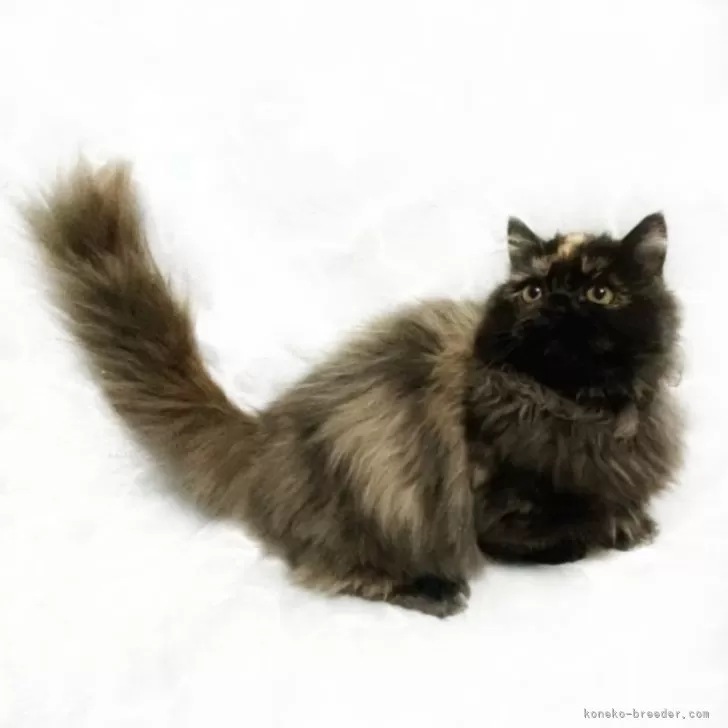 ID:2501-02483の子猫
