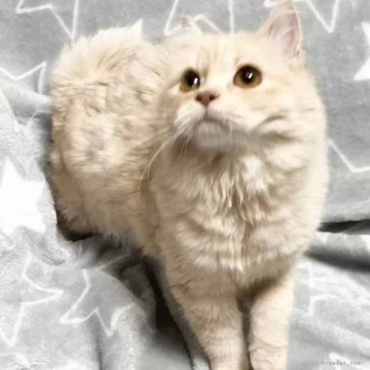 ID:2412-01768の子猫