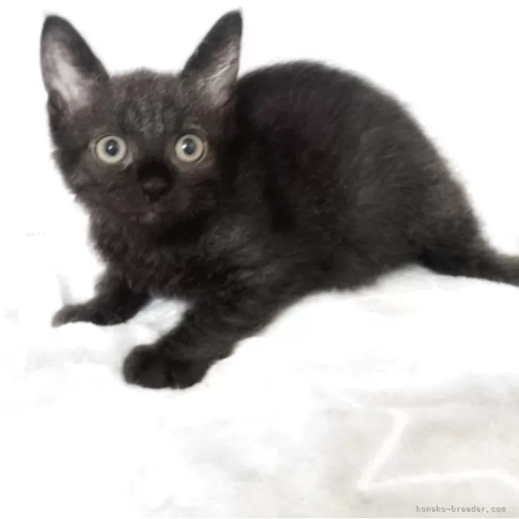 ID:2506-03037の子猫