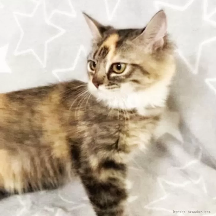 うり 様のお迎えした子猫