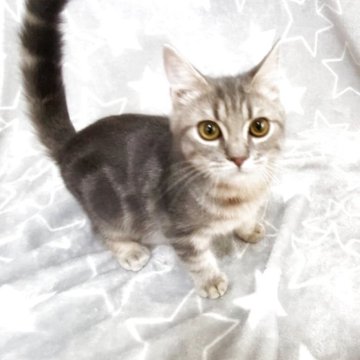 ミックス猫【埼玉県・男の子・2025年5月6日・ブルータビー（短毛）】の写真「あおちゃん💕」