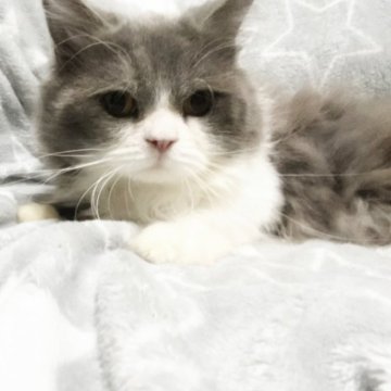ミックス猫【埼玉県・男の子・2023年5月13日・ブルー&ホワイト（セミロング）】の写真「めちゃめちゃなつきます！！」