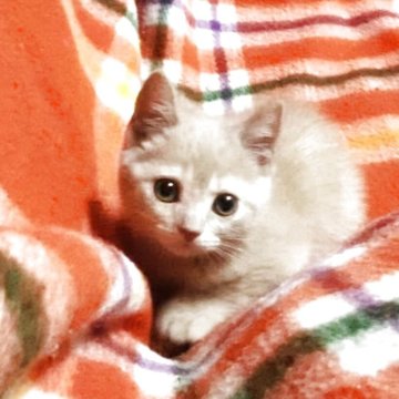 ミックス猫【埼玉県・男の子・2025年7月19日・クリームタビー（短毛）】の写真「サスケくん💕」