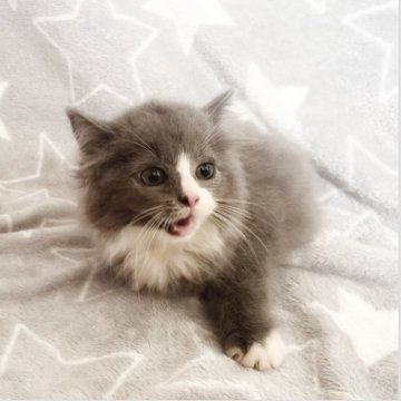 ミックス猫【埼玉県・男の子・2025年4月24日・ブルー&ホワイト（セミロング）】の写真「みくるちゃん💕」