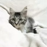 ミックス猫