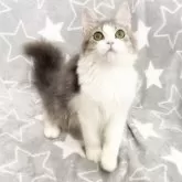 ミックス猫