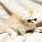 マンチカン(短足)