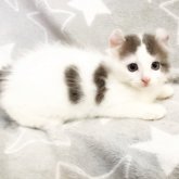 アメリカンカール