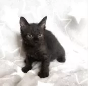 ミックス猫【埼玉県・男の子・2025年4月22日・ブラックスモーク】の写真3