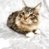 スコティッシュフォールド(立ち耳)【埼玉県・男の子・2025年3月23日・ブラウンタビー&ホワイト】の写真4