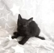 ミックス猫【埼玉県・男の子・2025年4月22日・ブラックスモーク】の写真5