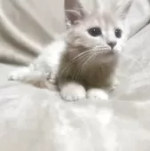 サイベリアン【埼玉県・男の子・2025年8月20日・クリームタビー】の写真6