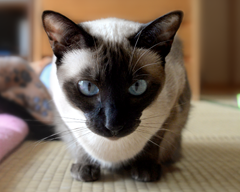 ココちゃん（トンキニーズ）