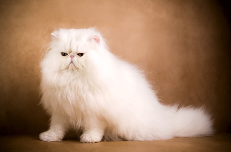 ペルシャ猫
