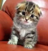 satomi 様のお迎えした子猫