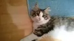 S.Y 様のお迎えした子猫
