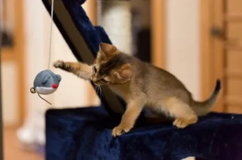 若 様のお迎えした子猫
