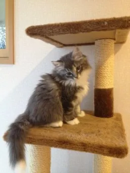 Toku 様のお迎えした子猫